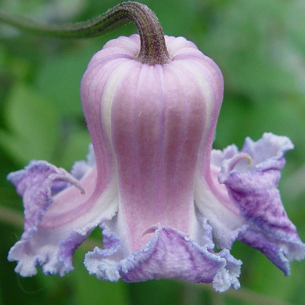 Clematis Hibrid Crispa, cu Flori Albastre-Violet, Cataratoare