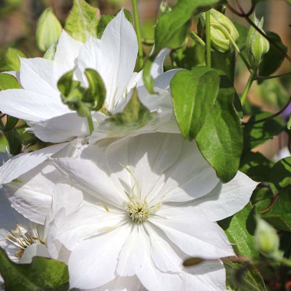 Clematis Dancing Dorien, cu Flori Albe-Roz Pal, Cataratoare