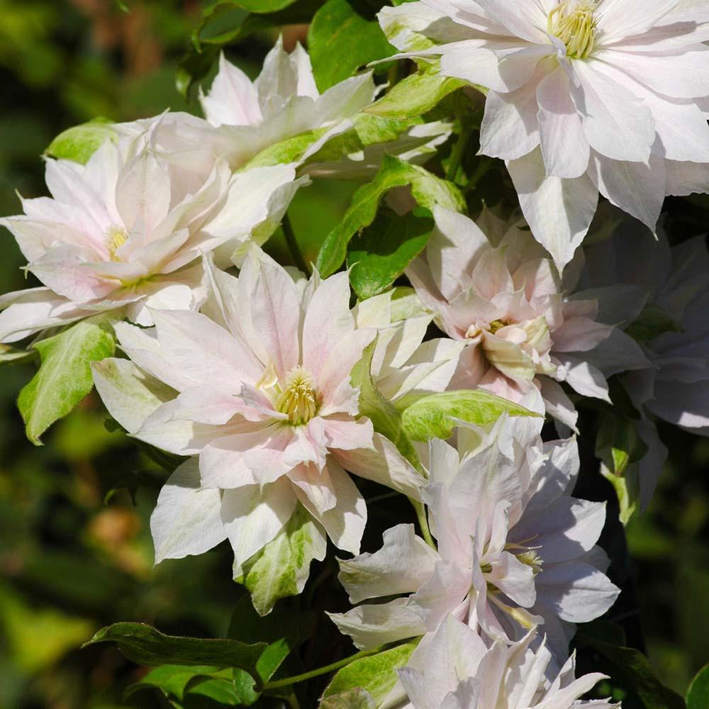 Clematis Dancing Dorien, cu Flori Albe-Roz Pal, Cataratoare