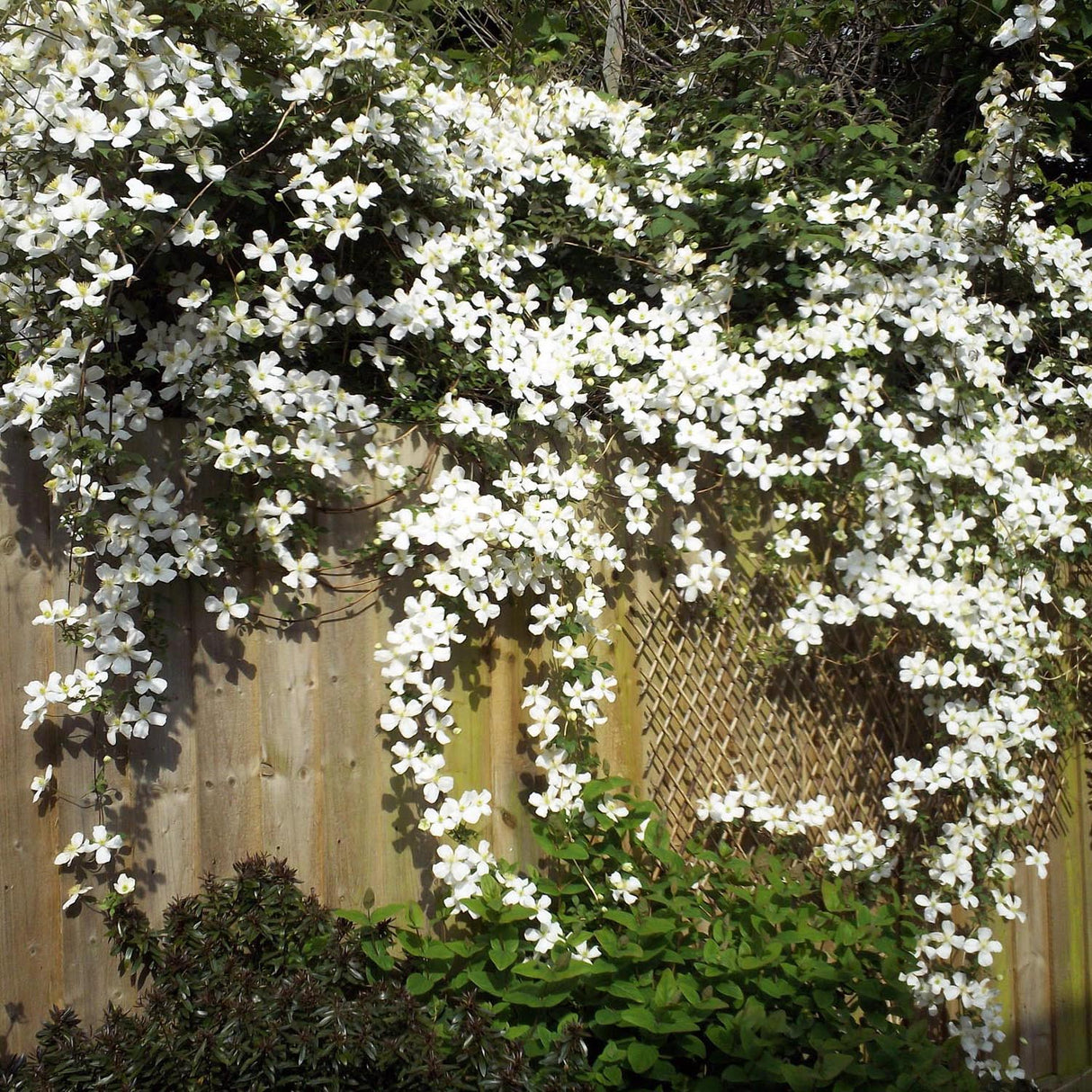 Clematis de Munte Grandiflora