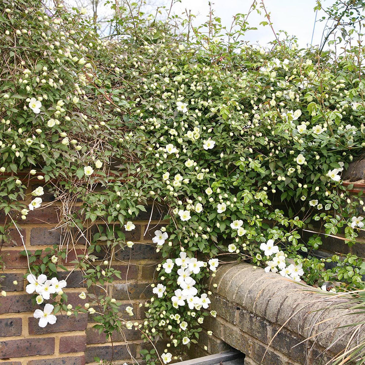 Clematis de Munte Grandiflora