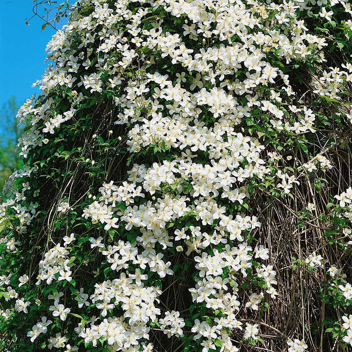 Clematis de Munte Grandiflora