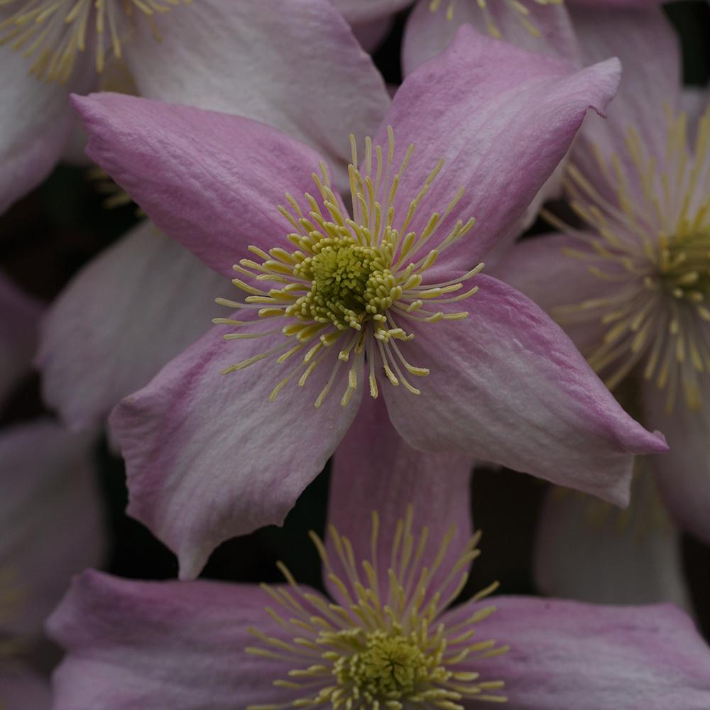 Clematis de Munte Mayleen