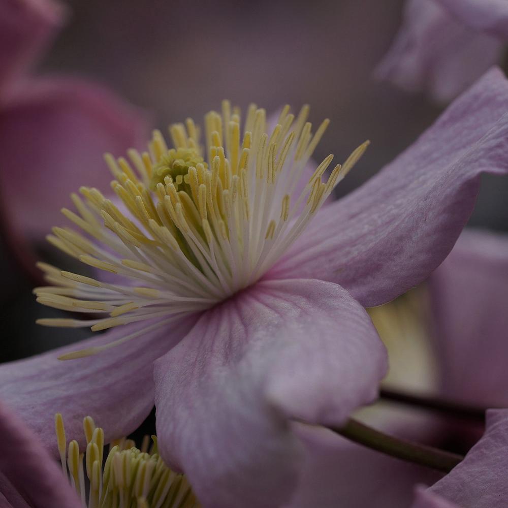 Clematis de Munte Mayleen
