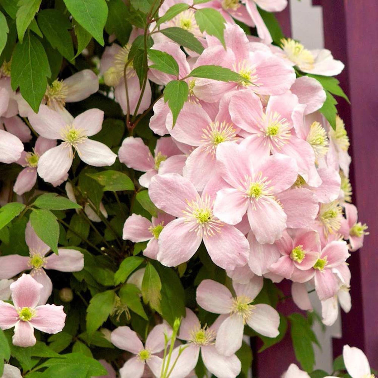 Clematis Rubens, cu Flori Roz-Pal, Cataratoare