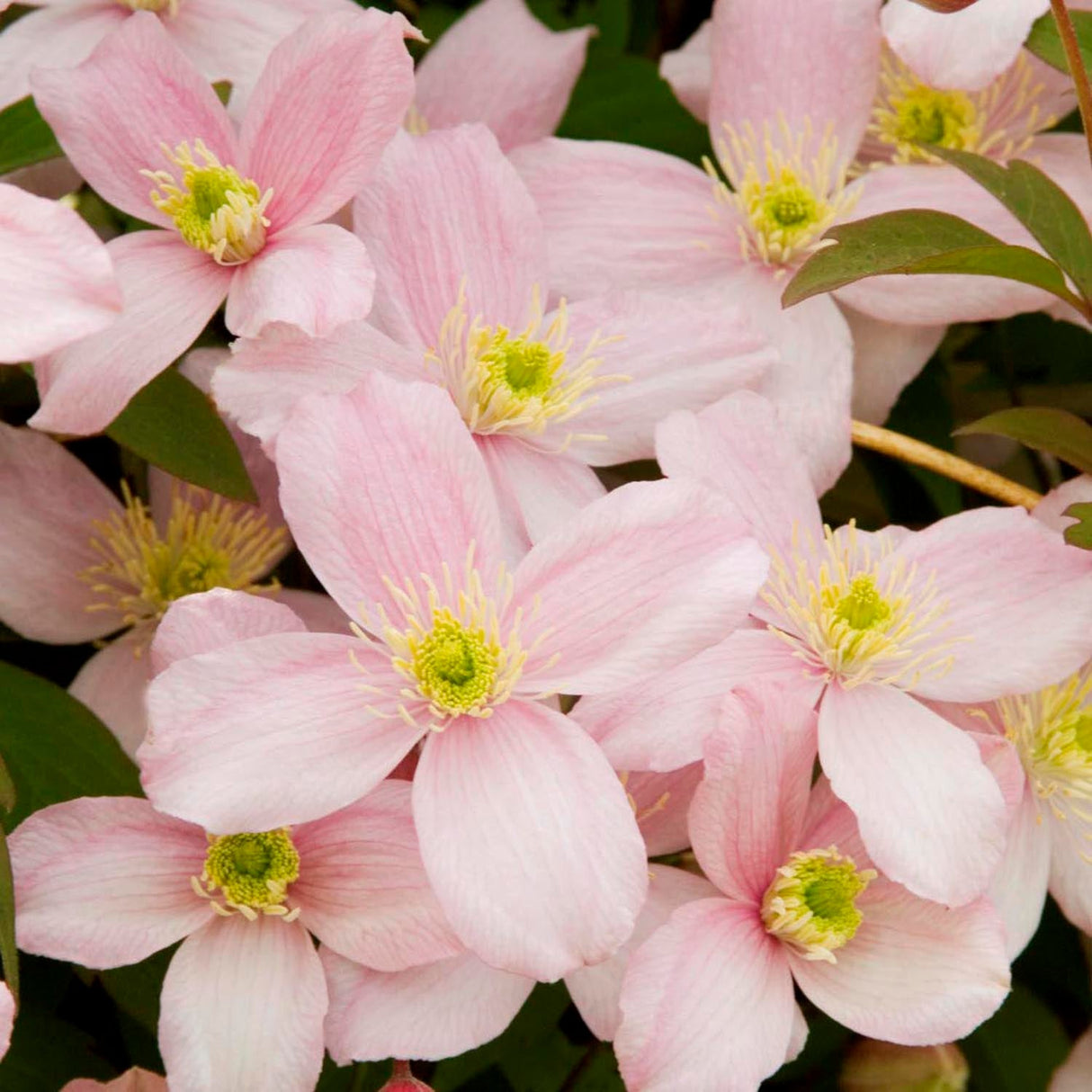 Clematis Rubens, cu Flori Roz-Pal, Cataratoare