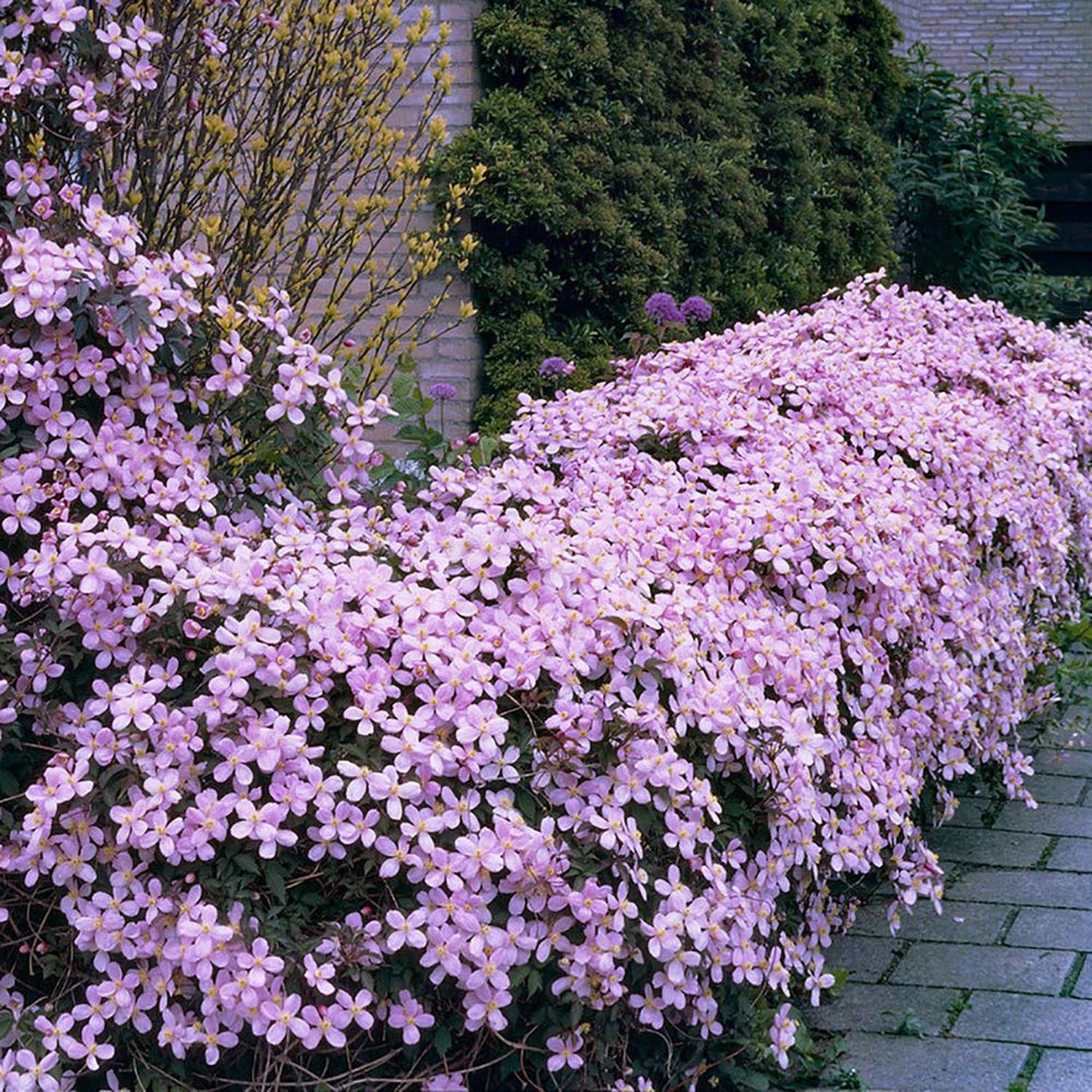 Clematis Rubens, cu Flori Roz-Pal, Cataratoare