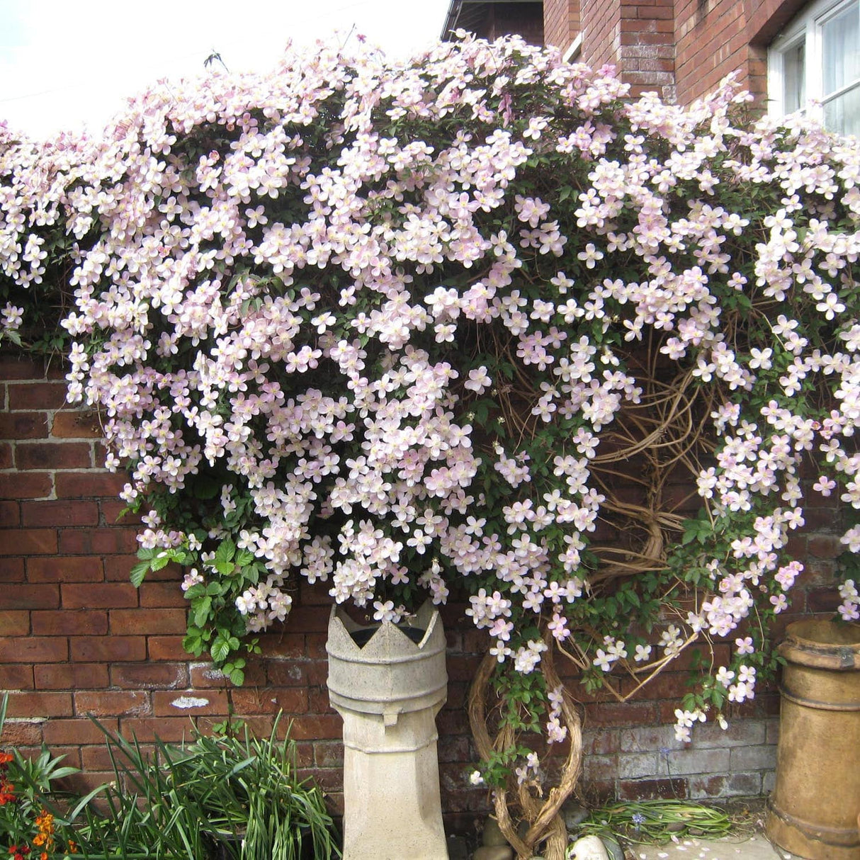 Clematis Rubens, cu Flori Roz-Pal, Cataratoare