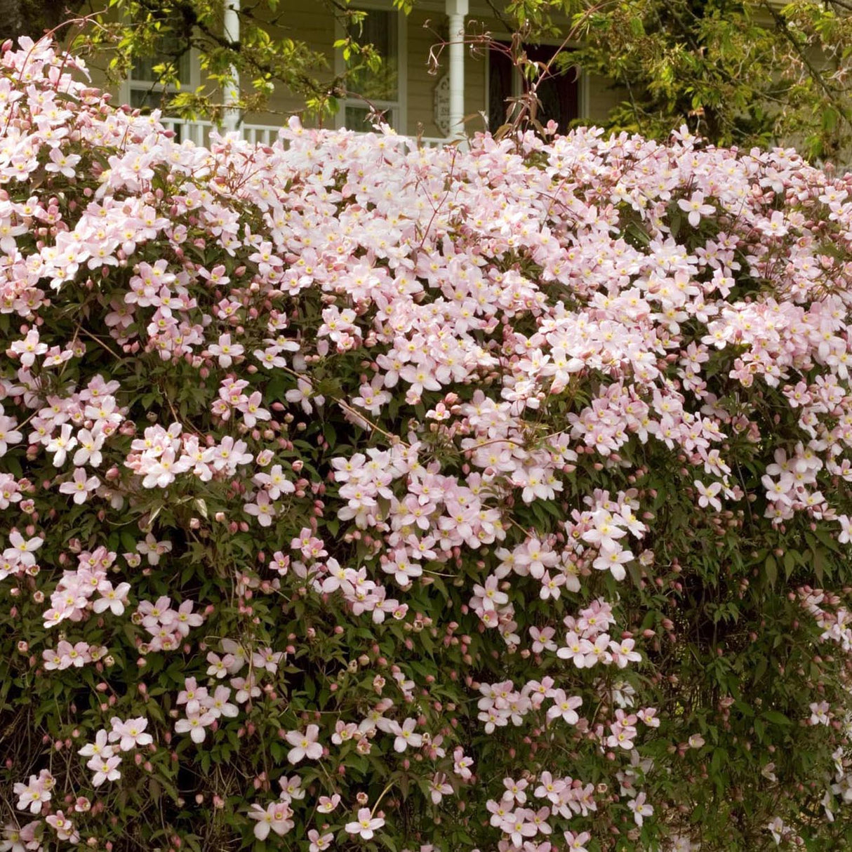 Clematis Rubens, cu Flori Roz-Pal, Cataratoare