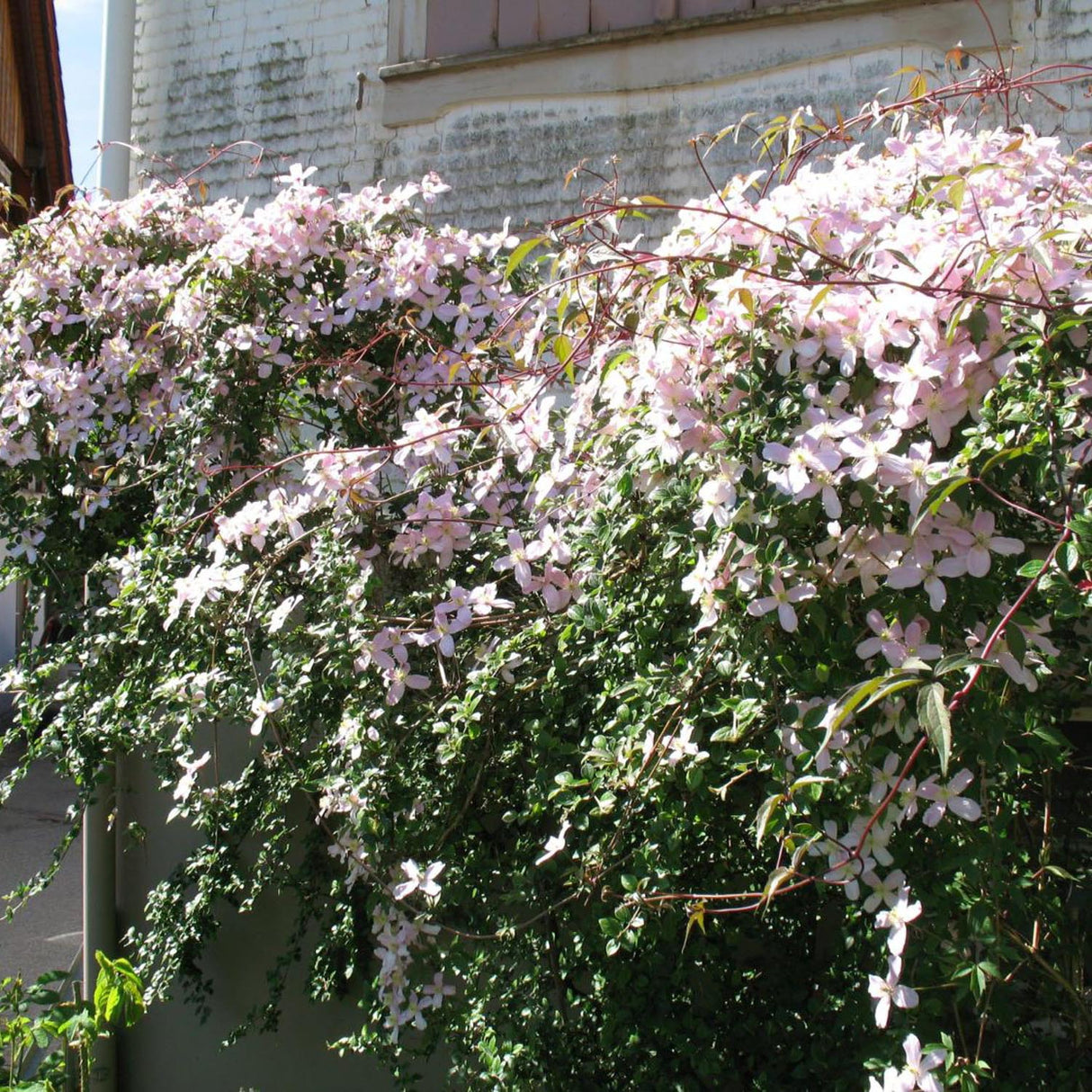 Clematis Rubens, cu Flori Roz-Pal, Cataratoare