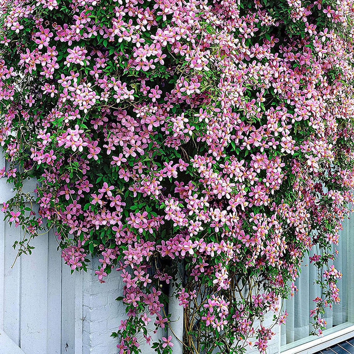 Clematis Rubens, cu Flori Roz-Pal, Cataratoare