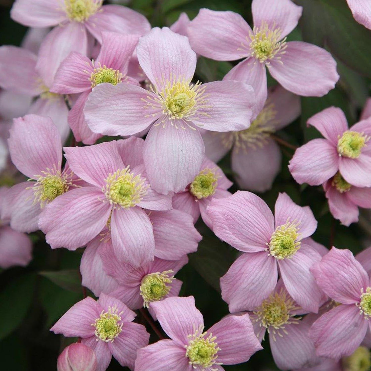 Clematis Rubens, cu Flori Roz-Pal, Cataratoare