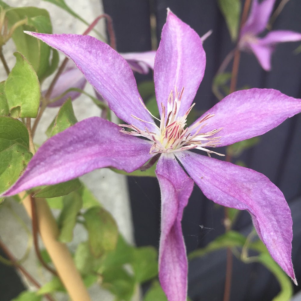 Clematis (Clematita) Dorothy Walton, cu flori albastre-violet, cataratoare