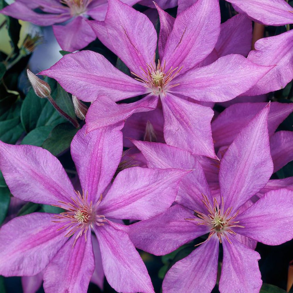 Clematis (Clematita) Dorothy Walton, cu flori albastre-violet, cataratoare