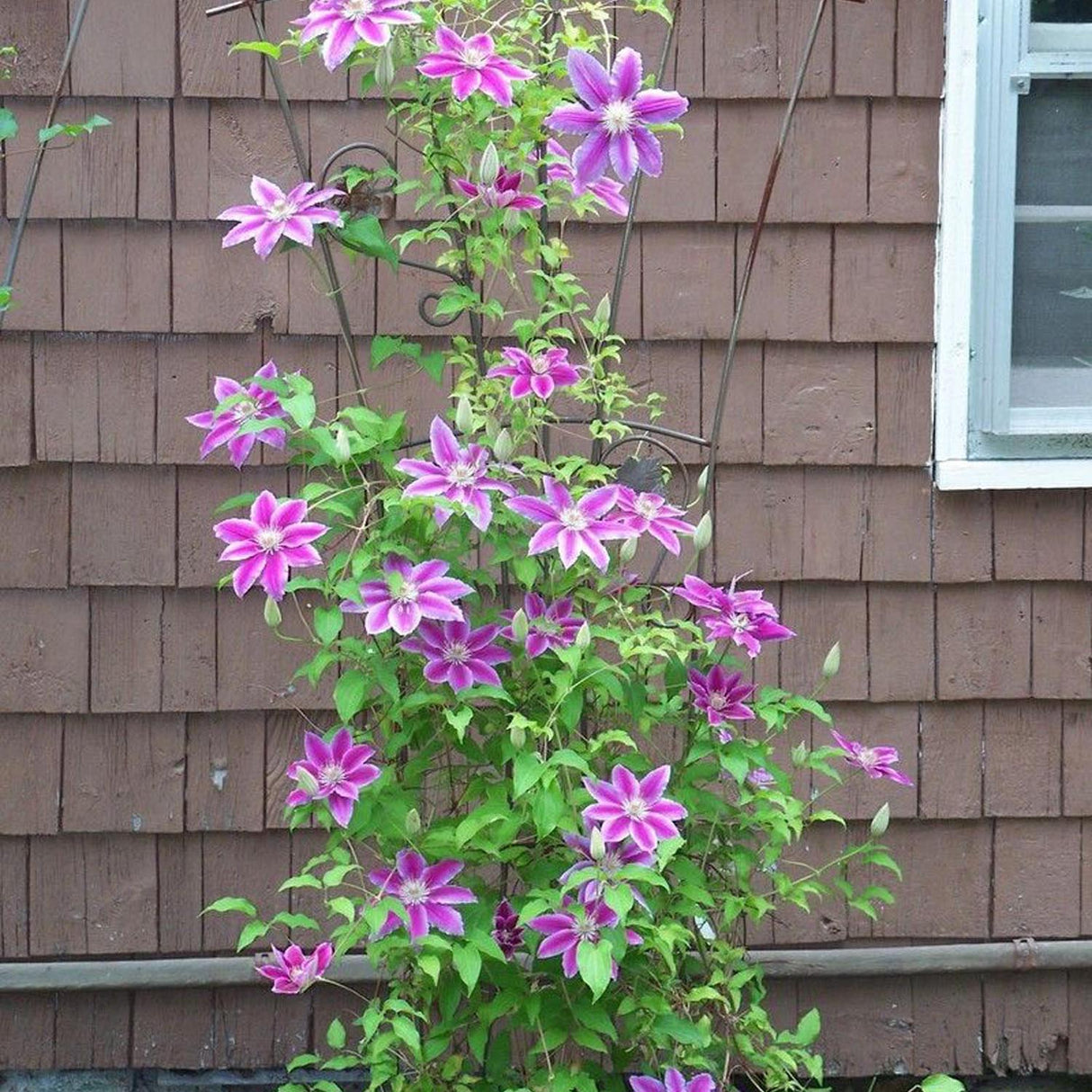 Clematis (Clematita) Dr. Ruppel, cu flori mari roz-alb, cataratoare