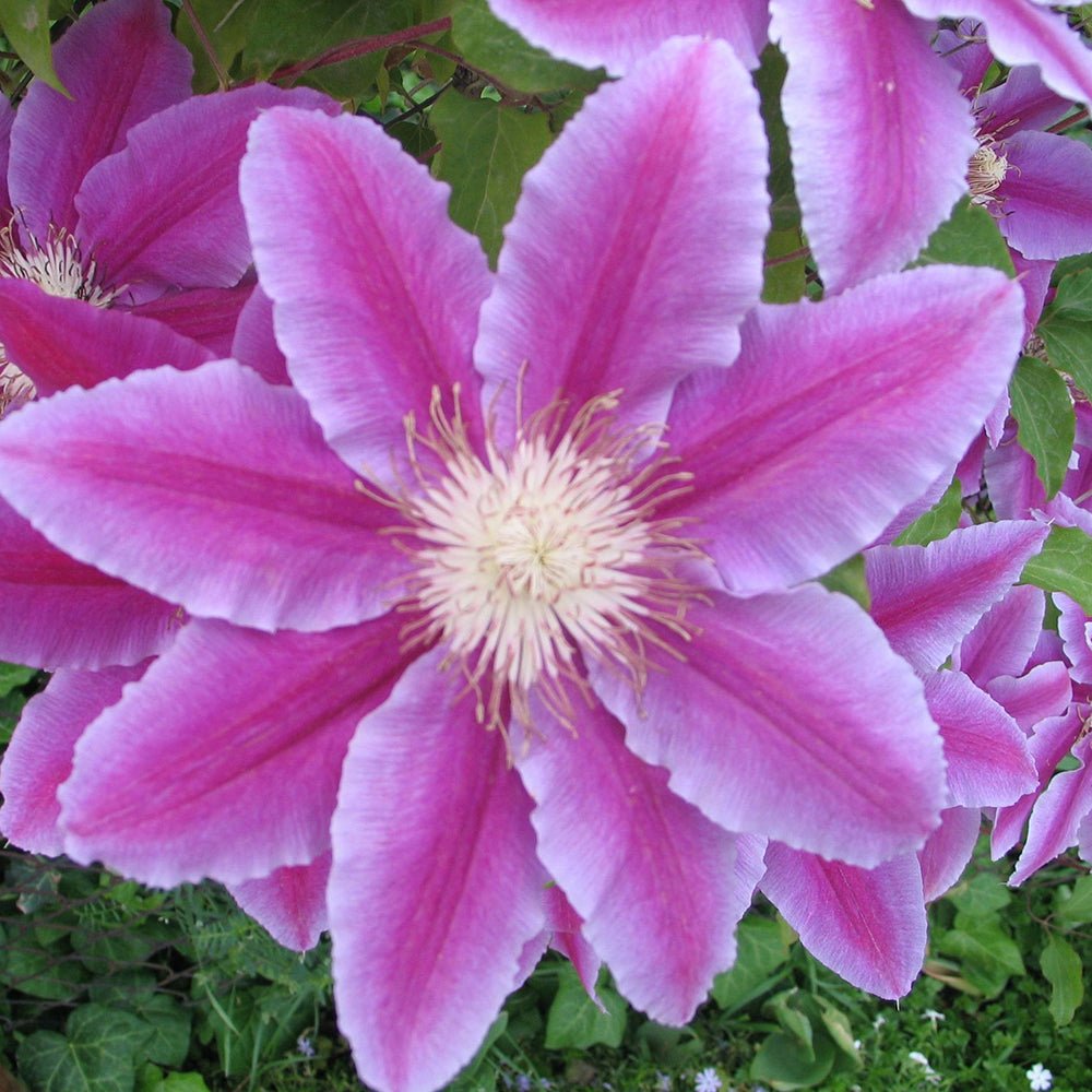 Clematis (Clematita) Dr. Ruppel, cu flori mari roz-alb, cataratoare