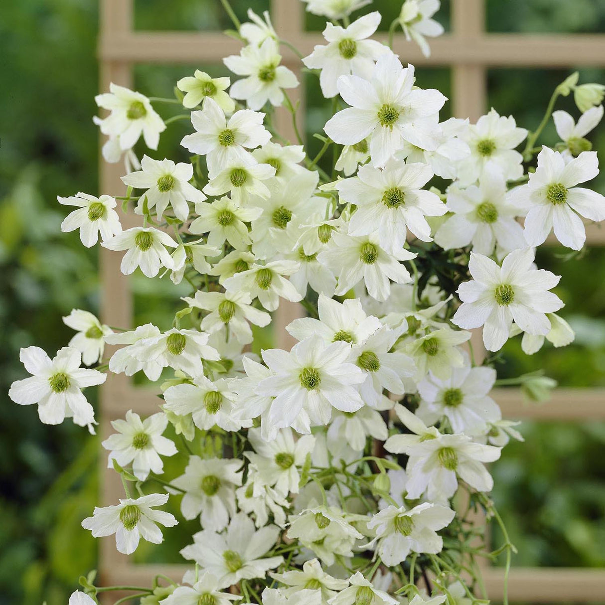 Clematis Early Sensation, cu Flori Albe, Cataratoare