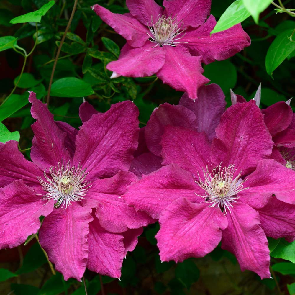 Clematis Ernest Markham, cu flori rosii, cataratoare