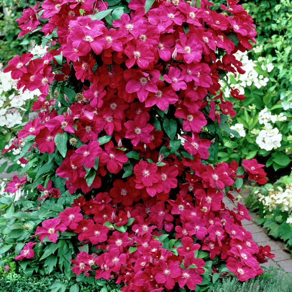 Clematis Ernest Markham, cu flori rosii, cataratoare