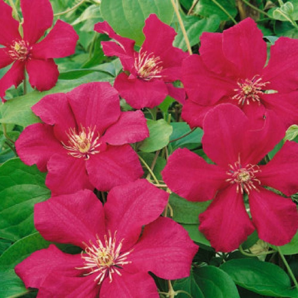 Clematis Ernest Markham, cu flori rosii, cataratoare