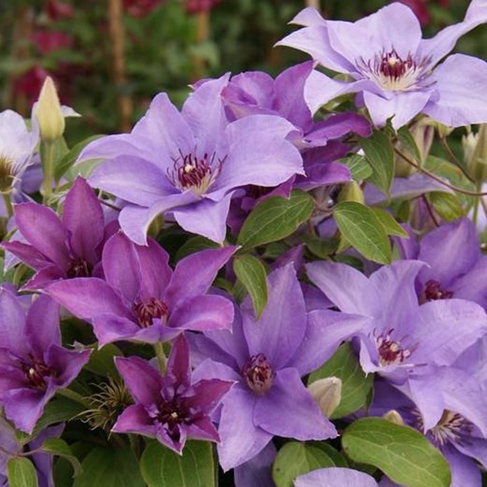 Clematis Esther, cu flori albastre-violet, cataratoare