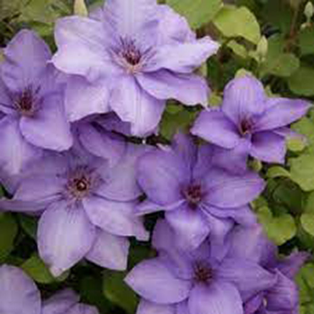 Clematis Esther, cu flori albastre-violet, cataratoare