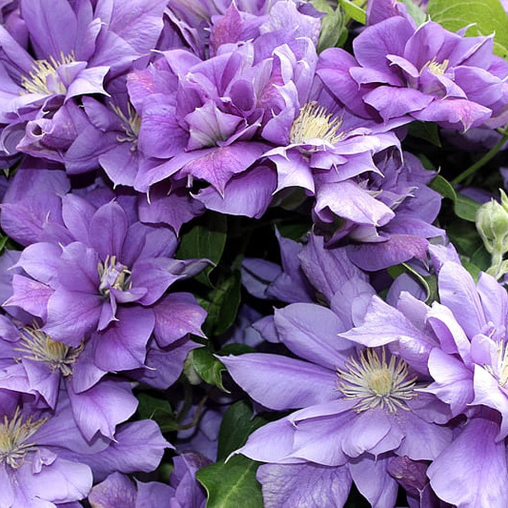 Clematis Esther, cu flori albastre-violet, cataratoare