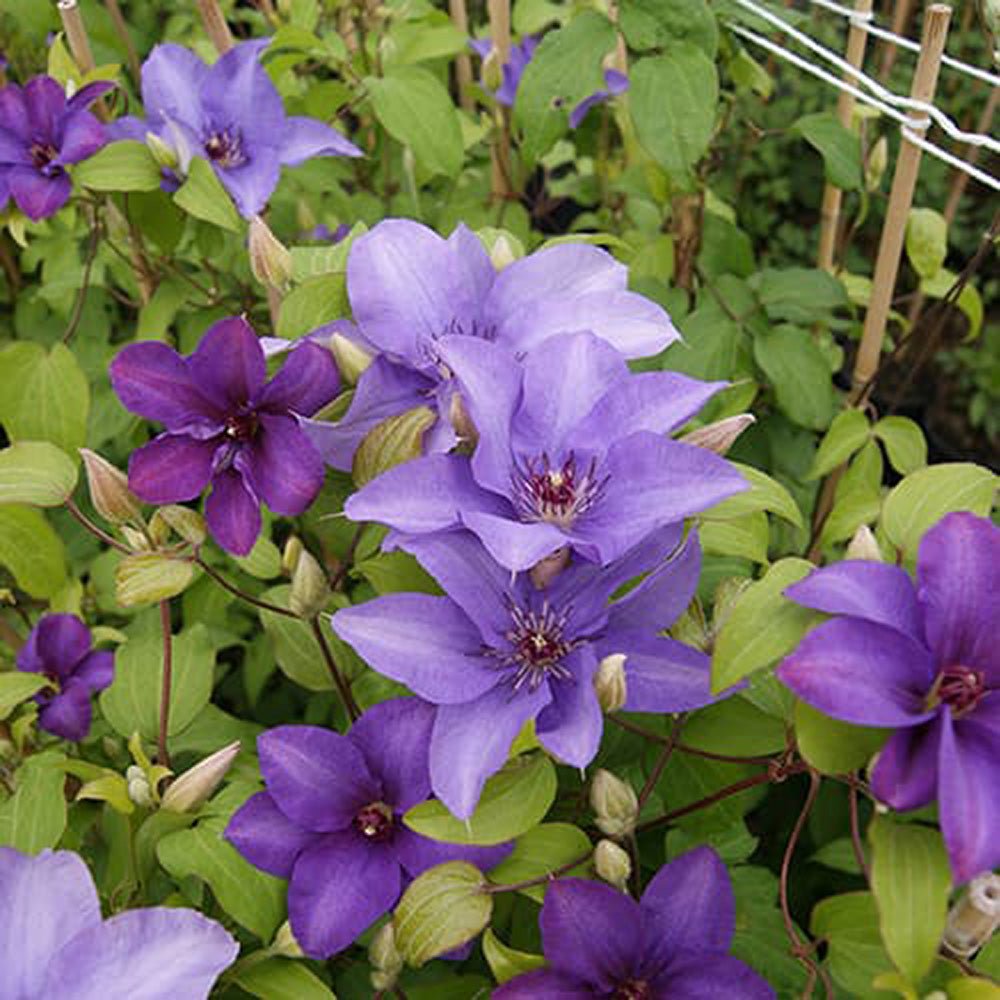 Clematis Esther, cu flori albastre-violet, cataratoare