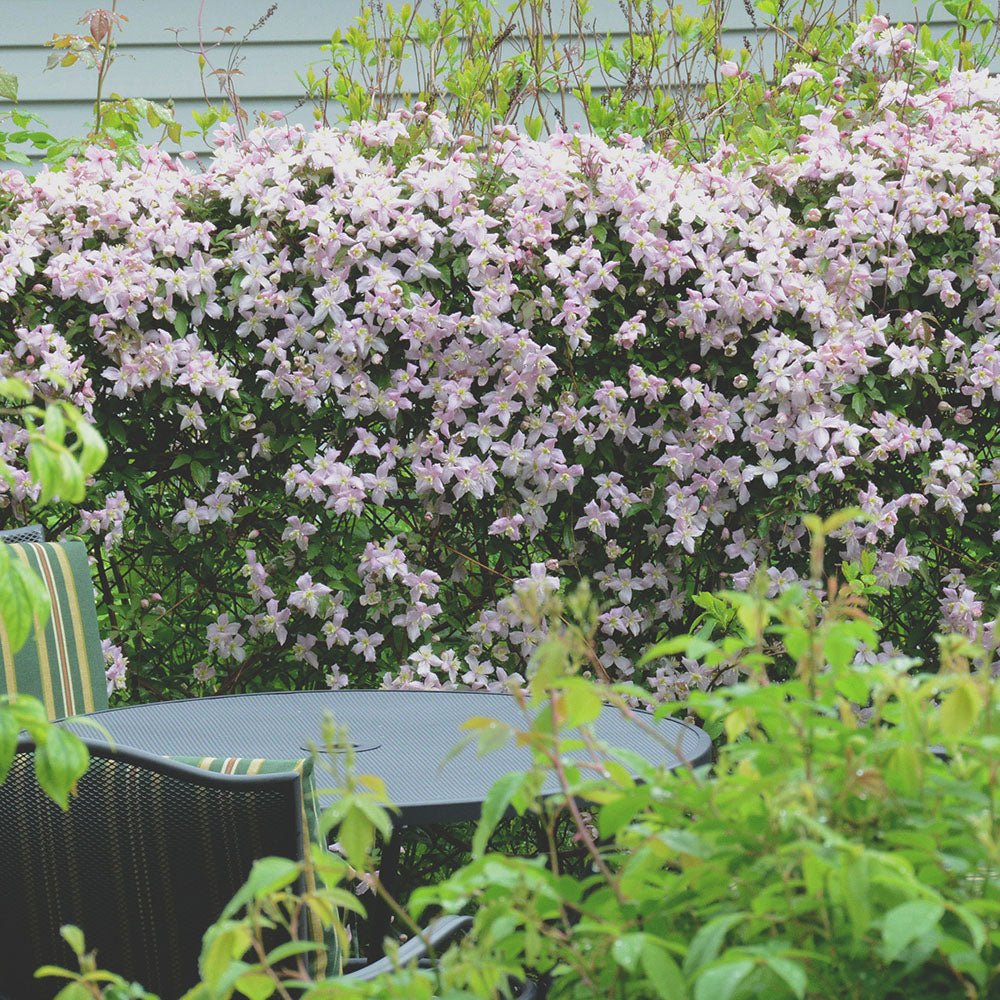 Clematis (Clematita) Fragrant Spring, cu flori roz-deschis parfumate, cataratoare