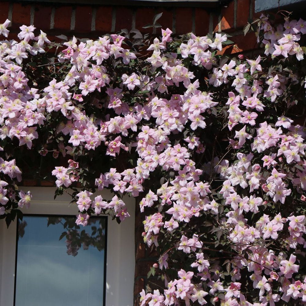 Clematis (Clematita) Fragrant Spring, cu flori roz-deschis parfumate, cataratoare