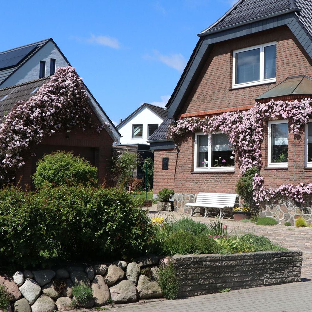 Clematis (Clematita) Fragrant Spring, cu flori roz-deschis parfumate, cataratoare