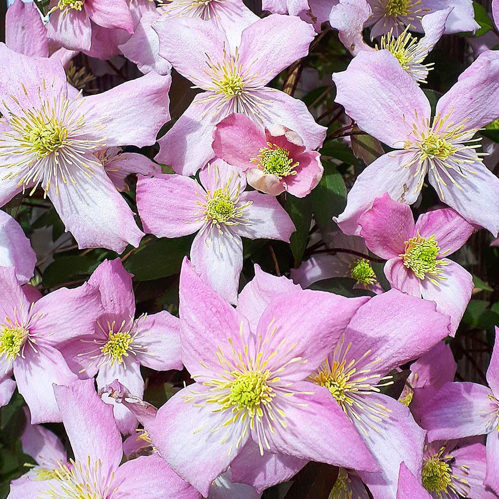 Clematis (Clematita) Fragrant Spring, cu flori roz-deschis parfumate, cataratoare