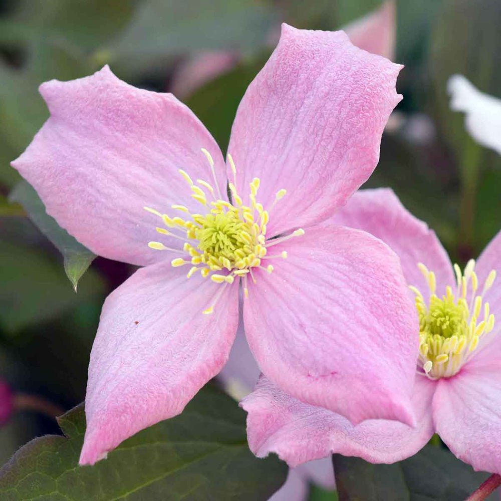 Clematis (Clematita) Fragrant Spring, cu flori roz-deschis parfumate, cataratoare