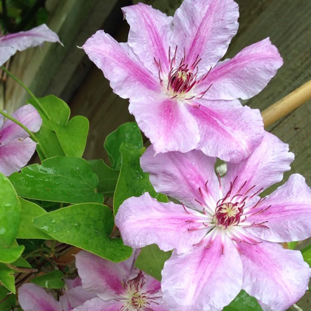 Clematis Girenas