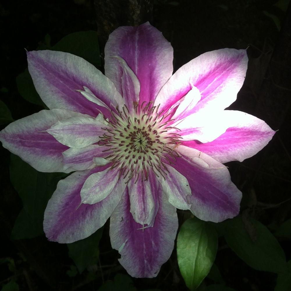 Clematis Girenas