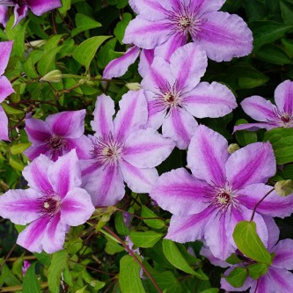 Clematis Girenas