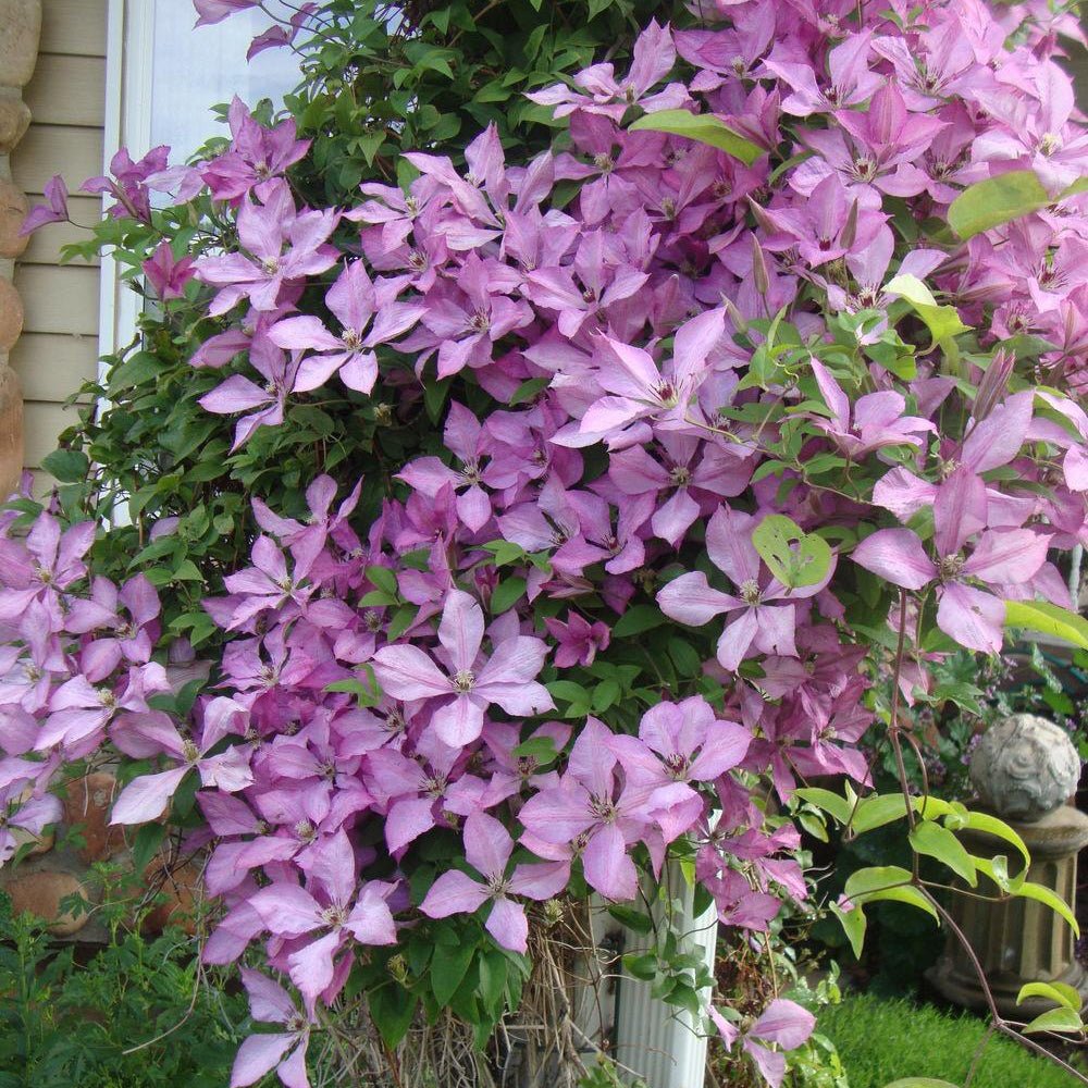 Clematis (Clematita) Giselle, cu flori roz-violet, cataratoare, inflorire repetata