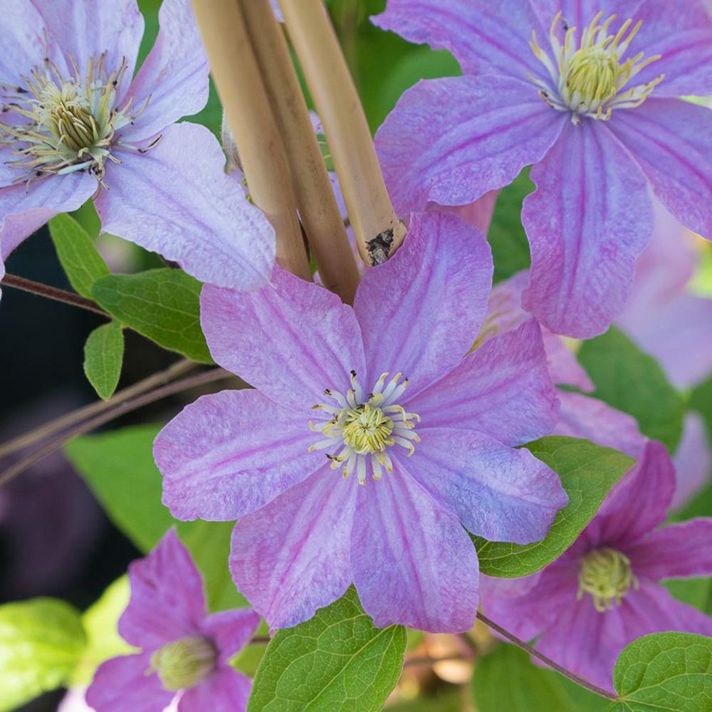 Clematis (Clematita) Hibrid Comtesse de Bouchaud