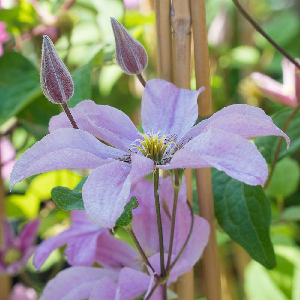 Clematis (Clematita) Hibrid Comtesse de Bouchaud