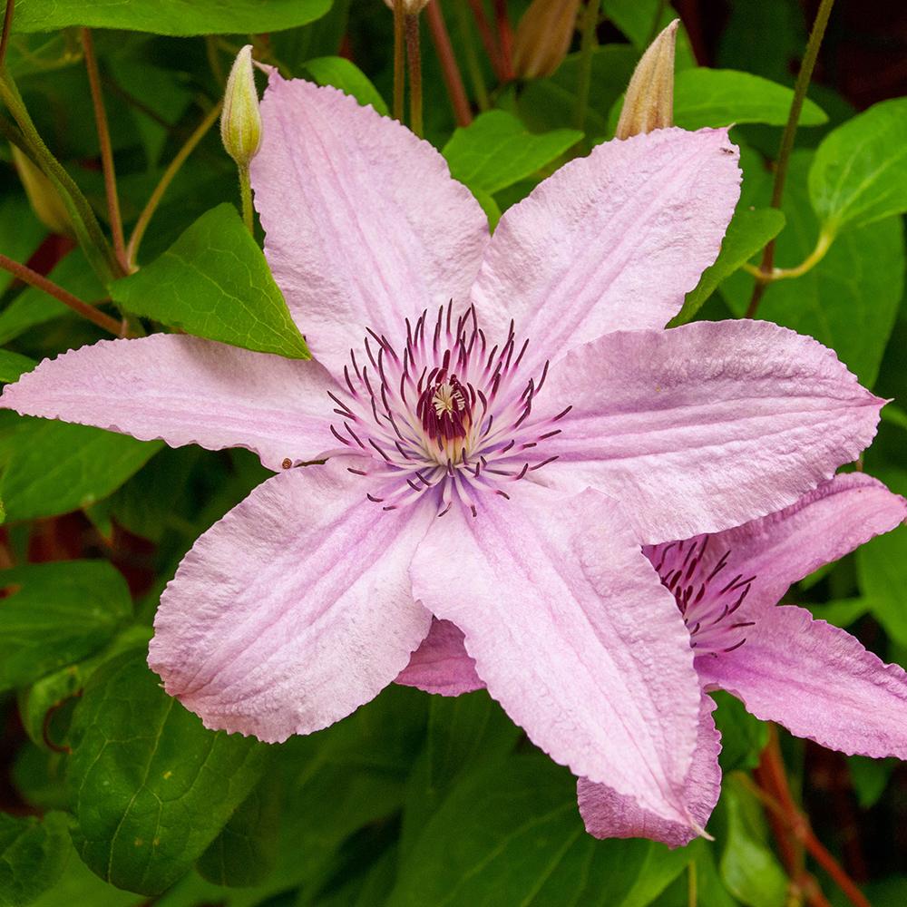Clematis (Clematita) Hagley Hybrid, cu flori roz, cataratoare