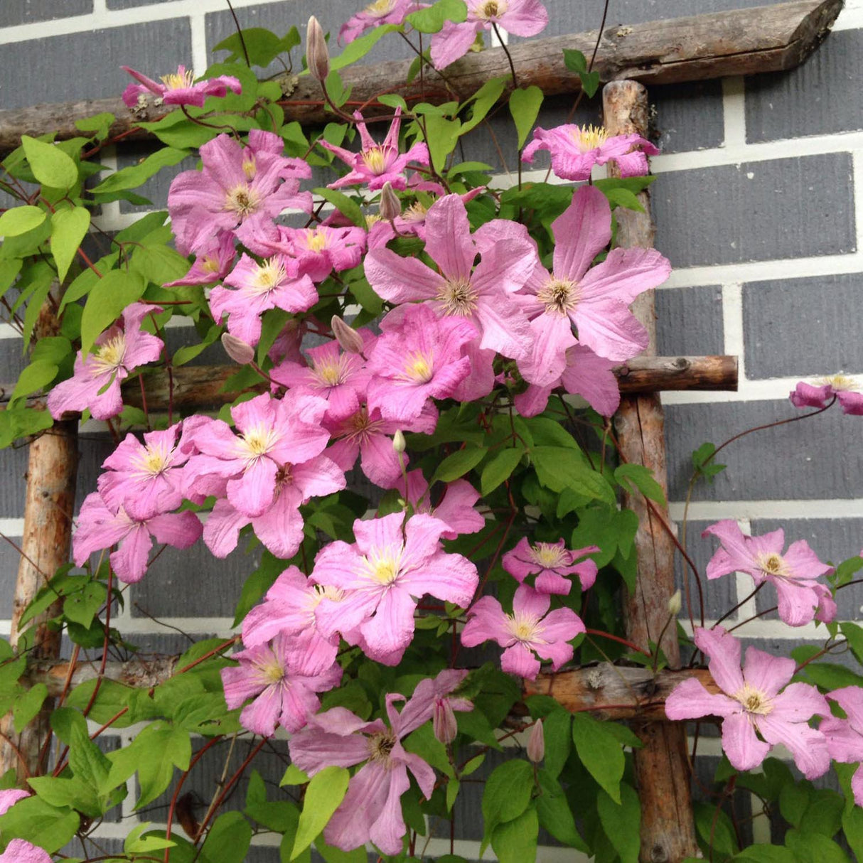 Clematis (Clematita) Hagley Hybrid, cu flori roz, cataratoare