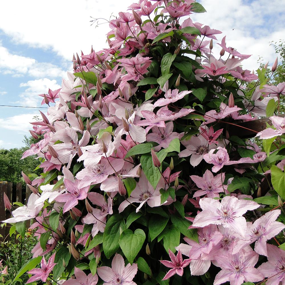 Clematis (Clematita) Hagley Hybrid, cu flori roz, cataratoare