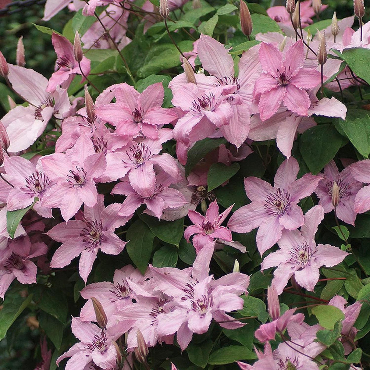 Clematis (Clematita) Hagley Hybrid, cu flori roz, cataratoare