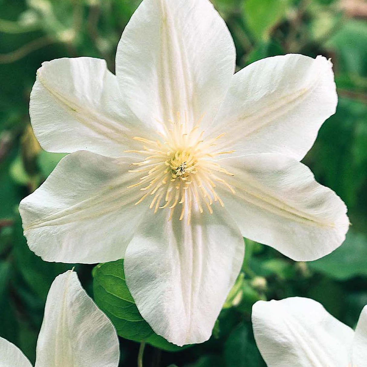 Clematis Hibrid Le Coultre