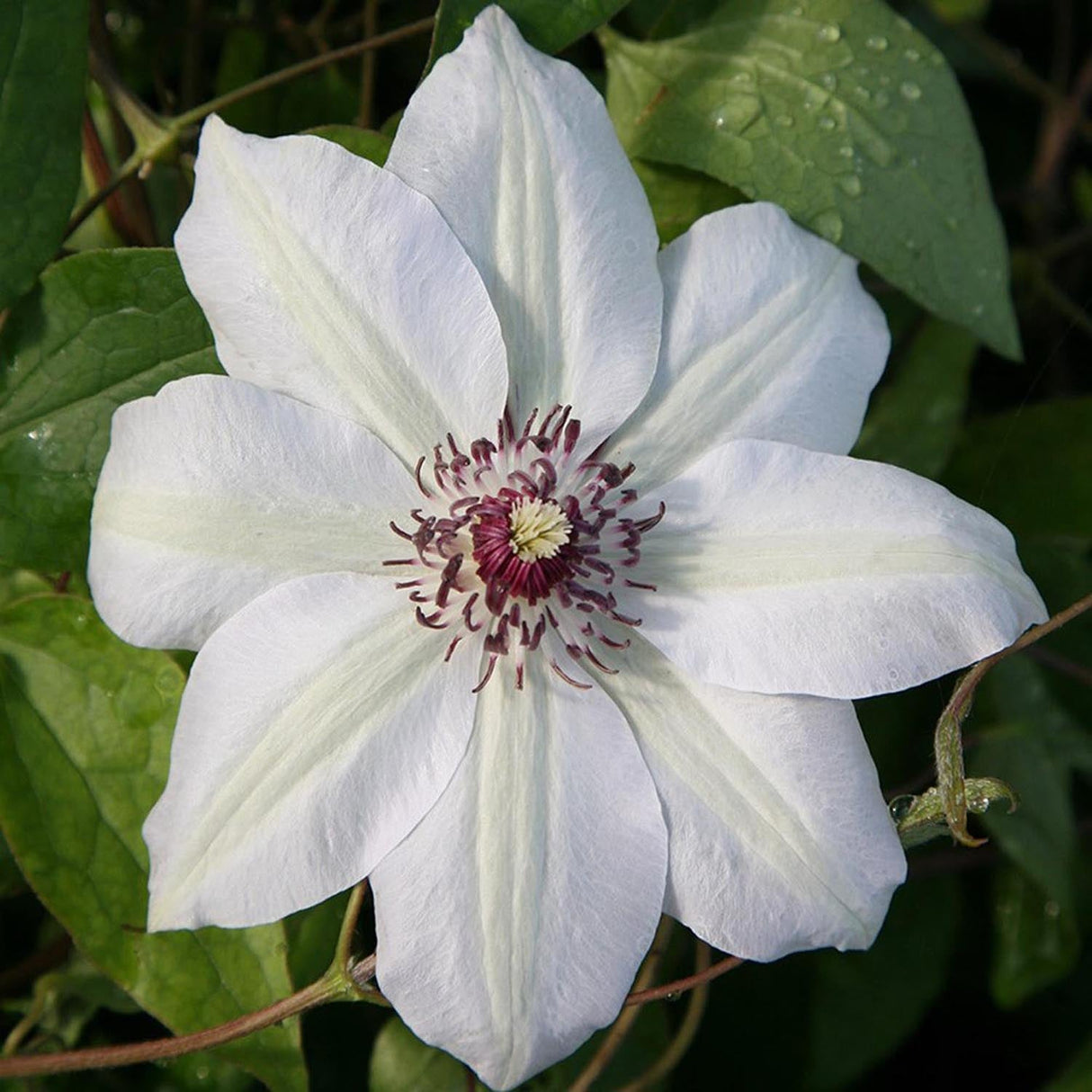 Clematis (Clematita) Miss Bateman, cu flori albe, cataratoare