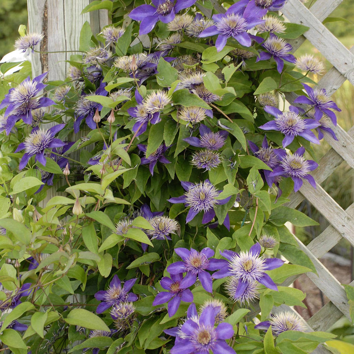 Clematis (Clematita) Multi Blue, cu flori albastre-violet, cataratoare