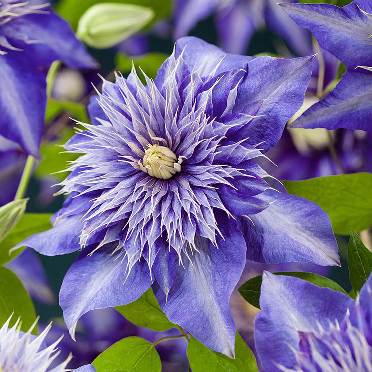 Clematis (Clematita) Multi Blue, cu flori albastre-violet, cataratoare