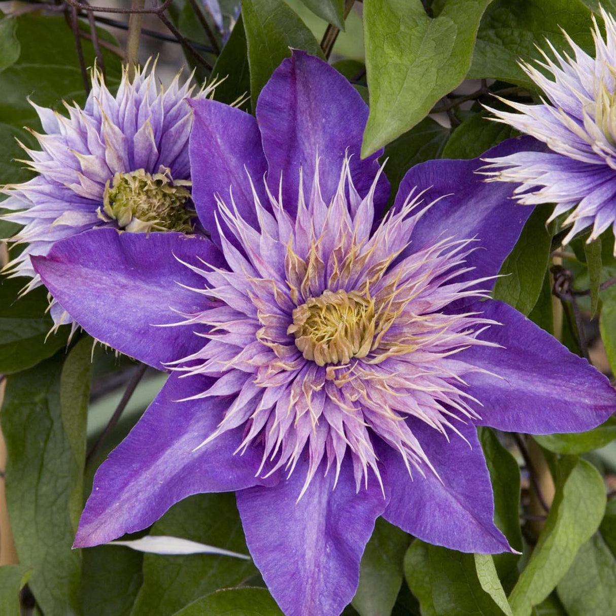 Clematis (Clematita) Multi Blue, cu flori albastre-violet, cataratoare