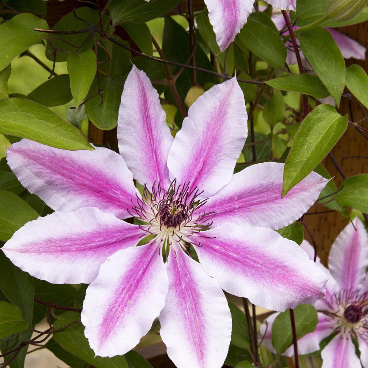 Clematis (Clematita) Nelly Moser, cu flori albe-roz, cataratoare