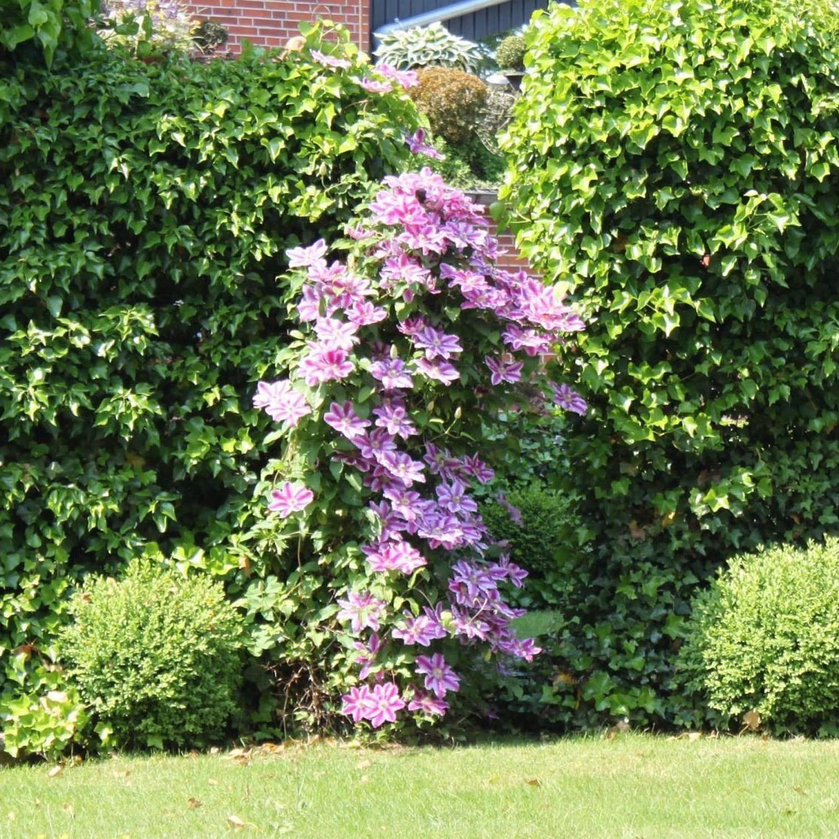 Clematis (Clematita) Nelly Moser, cu flori albe-roz, cataratoare